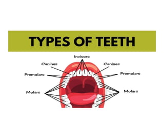 Tooth Modifiers DENTAL CODING.pptx