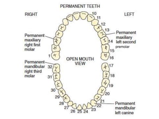premolar 
 