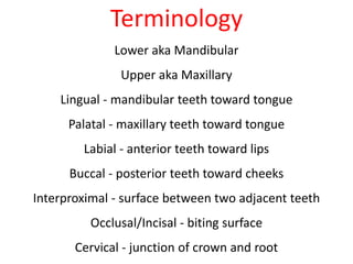 Terminology 
Lower aka Mandibular 
Upper aka Maxillary 
Lingual - mandibular teeth toward tongue 
Palatal - maxillary teeth toward tongue 
Labial - anterior teeth toward lips 
Buccal - posterior teeth toward cheeks 
Interproximal - surface between two adjacent teeth 
Occlusal/Incisal - biting surface 
Cervical - junction of crown and root 
 