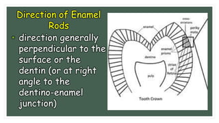 Interlocking Enamel Rods Presentation on Dental Enamel and Amelogenesis | PDF