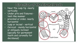 Interlocking Enamel Rods Presentation on Dental Enamel and Amelogenesis | PDF