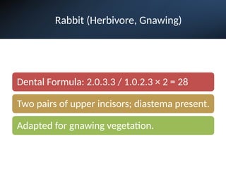 Rabbit (Herbivore, Gnawing)
Dental Formula: 2.0.3.3 / 1.0.2.3 × 2 = 28
Two pairs of upper incisors; diastema present.
Adapted for gnawing vegetation.
 
