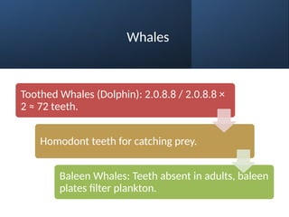 Whales
Toothed Whales (Dolphin): 2.0.8.8 / 2.0.8.8 ×
2 ≈ 72 teeth.
Homodont teeth for catching prey.
Baleen Whales: Teeth absent in adults, baleen
plates filter plankton.
 