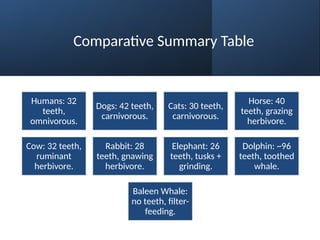 Comparative Summary Table
Humans: 32
teeth,
omnivorous.
Dogs: 42 teeth,
carnivorous.
Cats: 30 teeth,
carnivorous.
Horse: 40
teeth, grazing
herbivore.
Cow: 32 teeth,
ruminant
herbivore.
Rabbit: 28
teeth, gnawing
herbivore.
Elephant: 26
teeth, tusks +
grinding.
Dolphin: ~96
teeth, toothed
whale.
Baleen Whale:
no teeth, filter-
feeding.
 