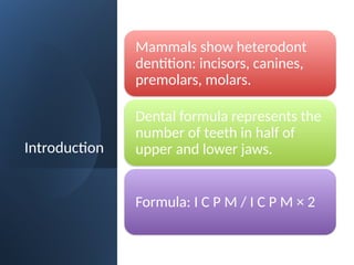 Introduction
Mammals show heterodont
dentition: incisors, canines,
premolars, molars.
Dental formula represents the
number of teeth in half of
upper and lower jaws.
Formula: I C P M / I C P M × 2
 