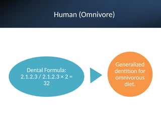 Human (Omnivore)
Dental Formula:
2.1.2.3 / 2.1.2.3 × 2 =
32
Generalized
dentition for
omnivorous
diet.
 