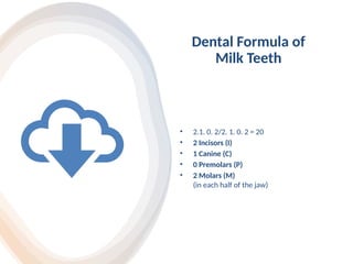 Dental Formula of
Milk Teeth
• 2.1. 0. 2/2. 1. 0. 2 = 20
• 2 Incisors (I)
• 1 Canine (C)
• 0 Premolars (P)
• 2 Molars (M)
(in each half of the jaw)
 