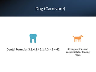 Dog (Carnivore)
Dental Formula: 3.1.4.2 / 3.1.4.3 × 2 = 42 Strong canines and
carnassials for tearing
meat.
 