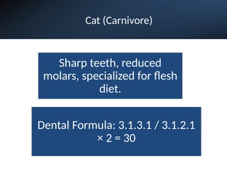 Cat (Carnivore)
Dental Formula: 3.1.3.1 / 3.1.2.1
× 2 = 30
Sharp teeth, reduced
molars, specialized for flesh
diet.
 