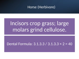 Horse (Herbivore)
Dental Formula: 3.1.3.3 / 3.1.3.3 × 2 = 40
Incisors crop grass; large
molars grind cellulose.
 
