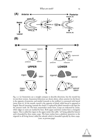 Metaconid dental dDENTAL FUNCTIONAL MORPHOLOGY.pdf