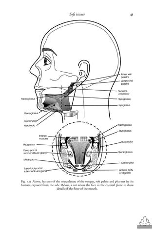 Velar Ridge dental dDENTAL FUNCTIONAL MORPHOLOGY.pdf