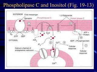 Phospholipase C and Inositol (Fig. 19-13)
 