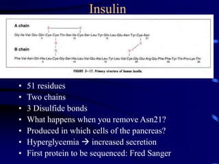 Insulin
• 51 residues
• Two chains
• 3 Disulfide bonds
• What happens when you remove Asn21?
• Produced in which cells of the pancreas?
• Hyperglycemia  increased secretion
• First protein to be sequenced: Fred Sanger
 
