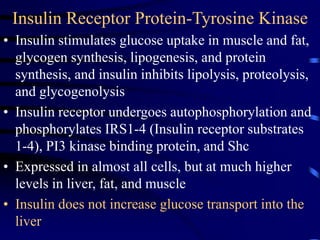 Insulin Receptor Protein-Tyrosine Kinase
• Insulin stimulates glucose uptake in muscle and fat,
glycogen synthesis, lipogenesis, and protein
synthesis, and insulin inhibits lipolysis, proteolysis,
and glycogenolysis
• Insulin receptor undergoes autophosphorylation and
phosphorylates IRS1-4 (Insulin receptor substrates
1-4), PI3 kinase binding protein, and Shc
• Expressed in almost all cells, but at much higher
levels in liver, fat, and muscle
• Insulin does not increase glucose transport into the
liver
 