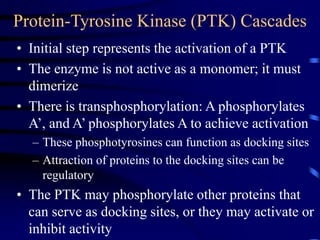 Protein-Tyrosine Kinase (PTK) Cascades
• Initial step represents the activation of a PTK
• The enzyme is not active as a monomer; it must
dimerize
• There is transphosphorylation: A phosphorylates
A’, and A’ phosphorylates A to achieve activation
– These phosphotyrosines can function as docking sites
– Attraction of proteins to the docking sites can be
regulatory
• The PTK may phosphorylate other proteins that
can serve as docking sites, or they may activate or
inhibit activity
 