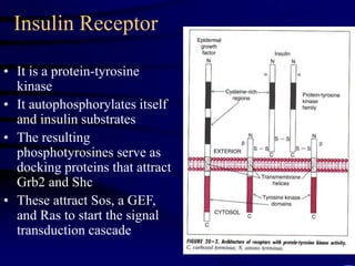 Insulin Receptor
• It is a protein-tyrosine
kinase
• It autophosphorylates itself
and insulin substrates
• The resulting
phosphotyrosines serve as
docking proteins that attract
Grb2 and Shc
• These attract Sos, a GEF,
and Ras to start the signal
transduction cascade
 