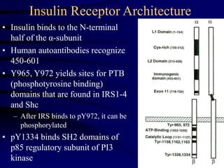 Insulin Receptor Architecture
• Insulin binds to the N-terminal
half of the α-subunit
• Human autoantibodies recognize
450-601
• Y965, Y972 yields sites for PTB
(phosphotyrosine binding)
domains that are found in IRS1-4
and Shc
– After IRS binds to pY972, it can be
phosphorylated
• pY1334 binds SH2 domains of
p85 regulatory subunit of PI3
kinase
 