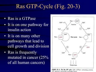 Ras GTP-Cycle (Fig. 20-3)
• Ras is a GTPase
• It is on one pathway for
insulin action
• It is on many other
pathways that lead to
cell growth and division
• Ras is frequently
mutated in cancer (25%
of all human cancers)
 