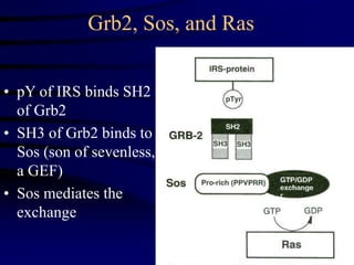 Grb2, Sos, and Ras
• pY of IRS binds SH2
of Grb2
• SH3 of Grb2 binds to
Sos (son of sevenless,
a GEF)
• Sos mediates the
exchange
 