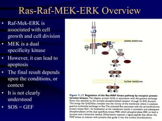 Ras-Raf-MEK-ERK Overview
• Raf-Mek-ERK is
associated with cell
growth and cell division
• MEK is a dual
specificity kinase
• However, it can lead to
apoptosis
• The final result depends
upon the conditions, or
context
• It is not clearly
understood
• SOS = GEF
 