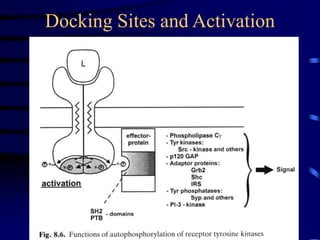 Docking Sites and Activation
 