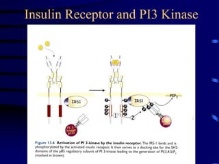 Insulin Receptor and PI3 Kinase
 