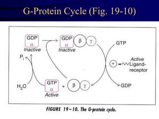 G-Protein Cycle (Fig. 19-10)
 