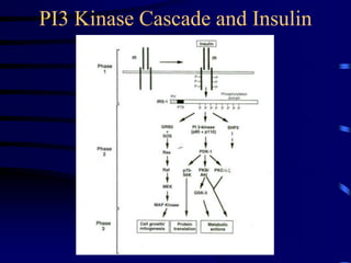 PI3 Kinase Cascade and Insulin
 