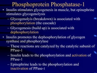 Phosphoprotein Phosphatase-1
• Insulin stimulates glycogenesis in muscle, but epinephrine
stimulates glycogenolysis
– Glycogenolyis (breakdown) is associated with
phosphorylation (the cascade)
– Glycogenesis (build up) is associated with
dephosphorylation
• Insulin promotes the dephosphorylation of glycogen
synthase and phosphorylase
– These reactions are catalyzed by the catalytic subunit of
PPase-1
– Insulin leads to the phosphorylation and activation of
PPase-1
– Epinephrine leads to the phosphorylation and
inactivation of PPase-1
 
