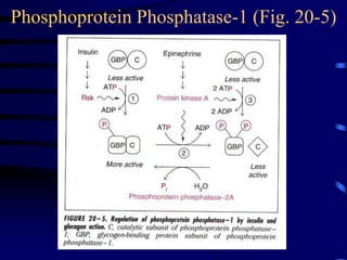 Phosphoprotein Phosphatase-1 (Fig. 20-5)
 