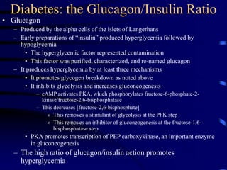 Diabetes: the Glucagon/Insulin Ratio
• Glucagon
– Produced by the alpha cells of the islets of Langerhans
– Early preparations of “insulin” produced hyperglycemia followed by
hypoglycemia
• The hyperglycemic factor represented contamination
• This factor was purified, characterized, and re-named glucagon
– It produces hyperglycemia by at least three mechanisms
• It promotes glycogen breakdown as noted above
• It inhibits glycolysis and increases gluconeogenesis
– cAMP activates PKA, which phosphorylates fructose-6-phosphate-2-
kinase/fructose-2,6-bisphosphatase
– This decreases [fructose-2,6-bisphosphate]
» This removes a stimulant of glycolysis at the PFK step
» This removes an inhibitor of gluconeogenesis at the fructose-1,6-
bisphosphatase step
• PKA promotes transcription of PEP carboxykinase, an important enzyme
in gluconeogenesis
– The high ratio of glucagon/insulin action promotes
hyperglycemia
 