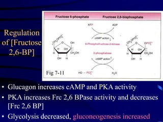Regulation
of [Fructose
2,6-BP]
• Glucagon increases cAMP and PKA activity
• PKA increases Frc 2,6 BPase activity and decreases
[Frc 2,6 BP]
• Glycolysis decreased, gluconeogenesis increased
Fig 7-11
 