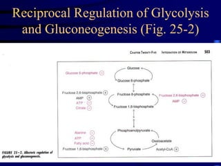 Reciprocal Regulation of Glycolysis
and Gluconeogenesis (Fig. 25-2)
 
