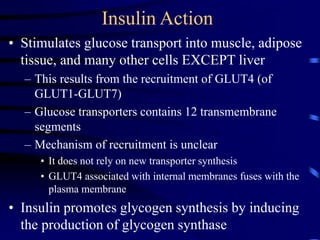 Insulin Action
• Stimulates glucose transport into muscle, adipose
tissue, and many other cells EXCEPT liver
– This results from the recruitment of GLUT4 (of
GLUT1-GLUT7)
– Glucose transporters contains 12 transmembrane
segments
– Mechanism of recruitment is unclear
• It does not rely on new transporter synthesis
• GLUT4 associated with internal membranes fuses with the
plasma membrane
• Insulin promotes glycogen synthesis by inducing
the production of glycogen synthase
 