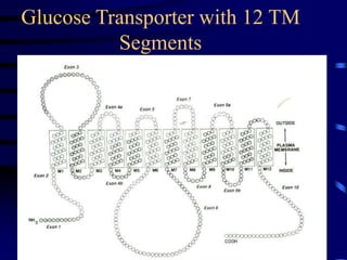 Glucose Transporter with 12 TM
Segments
 