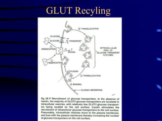 GLUT Recyling
 