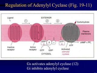 Regulation of Adenylyl Cyclase (Fig. 19-11)
Gs activates adenylyl cyclase (12)
Gi inhibits adenylyl cyclase
 