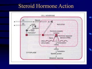 Steroid Hormone Action
 
