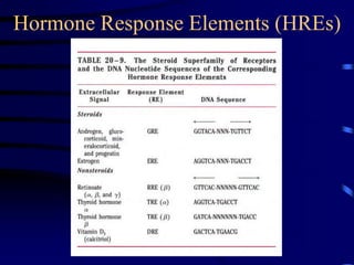 Hormone Response Elements (HREs)
 