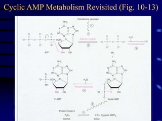 Cyclic AMP Metabolism Revisited (Fig. 10-13)
 