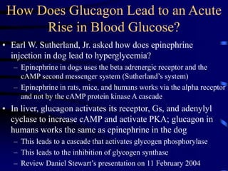 How Does Glucagon Lead to an Acute
Rise in Blood Glucose?
• Earl W. Sutherland, Jr. asked how does epinephrine
injection in dog lead to hyperglycemia?
– Epinephrine in dogs uses the beta adrenergic receptor and the
cAMP second messenger system (Sutherland’s system)
– Epinephrine in rats, mice, and humans works via the alpha receptor
and not by the cAMP protein kinase A cascade
• In liver, glucagon activates its receptor, Gs, and adenylyl
cyclase to increase cAMP and activate PKA; glucagon in
humans works the same as epinephrine in the dog
– This leads to a cascade that activates glycogen phosphorylase
– This leads to the inhibition of glycogen synthase
– Review Daniel Stewart’s presentation on 11 February 2004
 