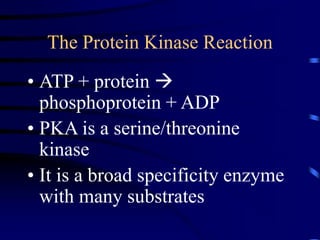 The Protein Kinase Reaction
• ATP + protein 
phosphoprotein + ADP
• PKA is a serine/threonine
kinase
• It is a broad specificity enzyme
with many substrates
 