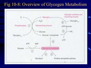 Fig 10-8: Overview of Glycogen Metabolism
 