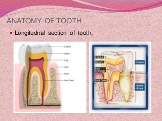 ANATOMY OF TOOTH
 Longitudnal section of tooth.

 