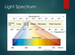Light Spectrum
 