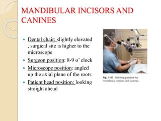 MANDIBULAR INCISORS AND
CANINES
 Dental chair: slightly elevated
, surgical site is higher to the
microscope
 Surgeon position: 8-9 o’ clock
 Microscope position: angled
up the axial plane of the roots
 Patient head position: looking
straight ahead
 