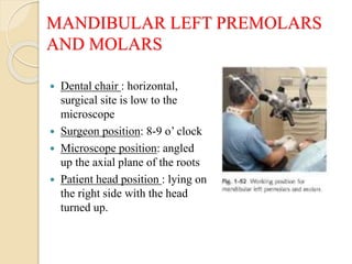 MANDIBULAR LEFT PREMOLARS
AND MOLARS
 Dental chair : horizontal,
surgical site is low to the
microscope
 Surgeon position: 8-9 o’ clock
 Microscope position: angled
up the axial plane of the roots
 Patient head position : lying on
the right side with the head
turned up.
 