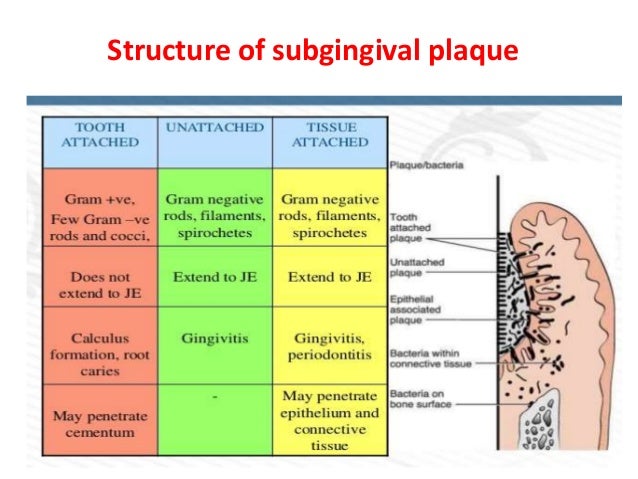 Dental Plaque