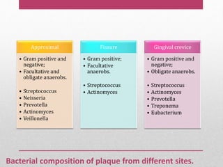 Bacterial composition of plaque from different sites.
Approximal
• Gram positive and
negative;
• Facultative and
obligate anaerobs.
• Streptococcus
• Neisseria
• Prevotella
• Actinomyces
• Veillonella
Fissure
• Gram positive;
• Facultative
anaerobs.
• Streptococcus
• Actinomyces
Gingival crevice
• Gram positive and
negative;
• Obligate anaerobs.
• Streptococcus
• Actinomyces
• Prevotella
• Treponema
• Eubacterium
 